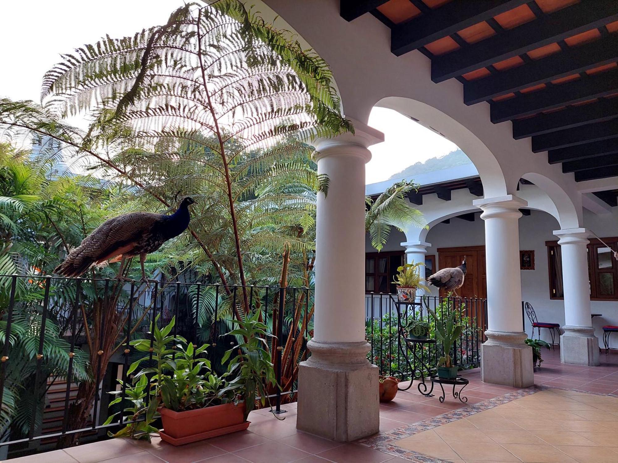 Hotel Y Jardines Casa Buho Antigua Eksteriør billede